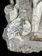 Hoploscaphites Ammonite Cluster with Baculites - South Dakota #60247-2